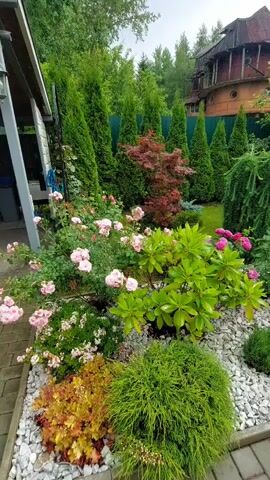 This media file captures a vibrant garden scene, likely in Zhavoronki, Russia, during what appears to be a mild, overcast day, possibly after a rain shower given the glossy leaves. The garden is a meticulously designed landscape featuring a diverse array of plants. Dominating the foreground is a lush, green, mounded shrub, possibly ornamental grass, nestled amongst white decorative stones. To its left, a plant with reddish-orange foliage adds a warm contrast. Behind these, a rhododendron with large, glossy green leaves bursts with vibrant pink flowers. To the left of the rhododendron, a rose bush displays delicate pink blooms, interspersed with smaller white flowers.

The background is a tapestry of evergreens, including tall, conical cypress trees forming a natural hedge, and a striking Japanese maple with deep red foliage. A weeping conifer, possibly a Larch, adds a unique vertical element. In the upper right quadrant, a distinctive wooden house with a multi-tiered, almost whimsical design peeks through the greenery, hinting at a residential setting. A portion of a modern glass-enclosed structure, possibly a veranda or sunroom, is visible on the far right, contrasting with the rustic charm of the wooden house. The garden is bordered by a paved walkway made of interlocking stones. The overall impression is one of a well-maintained and artfully arranged garden, exuding a sense of tranquility and natural beauty. No people are visible, and the focus is entirely on the flourishing flora and the architectural elements of the property. No text is visible in the media file.