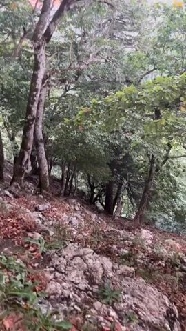 The video shows a natural woodland environment with a rocky, uneven terrain. Tall trees with lush green foliage dominate the scene, with some bare branches and a few scattered fallen leaves on the ground. The lighting suggests an overcast day or the shade of the forest canopy. The camera appears to be held at a slightly downward angle, looking into the deeper woods. There are no people or discernible man-made objects visible in the frame. The overall atmosphere is serene and natural.