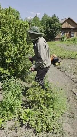 A person wearing a protective hat and veil, a light-colored jacket, and dark pants is trimming dense green foliage with a string trimmer. The person is positioned to the right of a large bush and is actively engaged in cutting the lower branches and vegetation. The string trimmer, with an orange and yellow engine, is visible and in use. The environment is outdoors, with abundant green vegetation, including trees in the background and a clear blue sky overhead. The ground appears to be dry and dirt-covered.