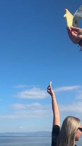 The video shows a woman with blonde hair from behind, wearing sunglasses and a black shirt, holding up a piece of bread in her right hand towards a bright blue sky. In the upper right corner, another hand holds a piece of bread up to a seagull in flight. The seagull is captured mid-air, with its wings spread, reaching for the bread held by the second hand. In the background, the sea is visible with distant landmasses under a clear sky with a few wispy clouds. The scene appears to be at the edge of a body of water, possibly a coastline.