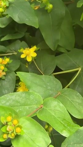 This video shows a close-up view of a plant with vibrant green leaves and small yellow flowers. Several reddish-orange buds are also visible, some beginning to open. The scene is likely outdoors, as suggested by the natural lighting and the presence of a bumblebee. The bumblebee is captured in motion, flying near the flowers, indicating it's likely collecting nectar. The overall impression is one of nature in bloom, with the bee actively pollinating. The focus is tight on the plant and the bee, suggesting a moment of natural observation. There is no visible text in the video. The setting appears to be a garden or a natural area with dense foliage. The time of day and weather are not explicitly indicated but the lighting suggests daytime.