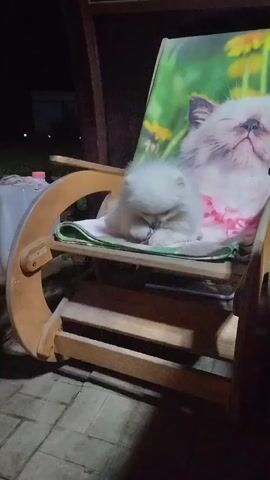 A small white dog is resting on a rocking chair on a patio. The dog is lying on its side, with its head down, and appears to be sleeping or resting. The rocking chair is made of wood and has a green cushion with a picture of a cat on it. The background is dark, suggesting it is nighttime. There is a white object to the left of the chair, and a fence or railing is visible in the background.