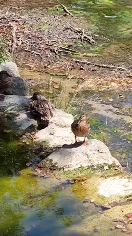 A video shows four ducks standing on rocks near a body of water. The ducks are brown and appear to be mallards. The water is green and appears to be algae-filled. The rocks are gray and appear to be natural formations. The background is a wooded area. The video is filmed in daylight. The ducks are not interacting with each other.