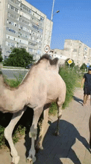 Two camels out for a walk on a city sidewalk in Kazakhstan