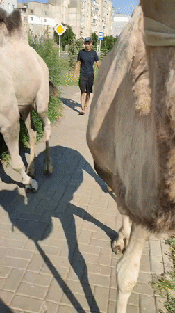 Two camels out for a walk on a city sidewalk in Kazakhstan