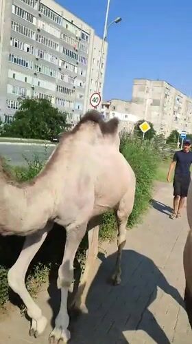 Two camels out for a walk on a city sidewalk in Kazakhstan