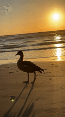 Egyptian goose spotted on Netanya beach at sunset