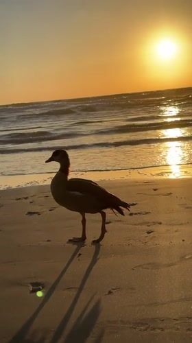 Egyptian goose spotted on Netanya beach at sunset