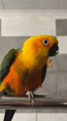 Morning scenes: colorful parrot and woman's mirror selfie captured