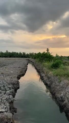 The video shows a narrow channel of water flowing through a rural landscape at dusk. The water reflects the warm, orange and yellow hues of the setting sun. The banks of the channel are lined with rough, greyish soil and some patches of green grass and shrubs. Beyond the channel, on the left, is a barren, rocky field, and on the right, a dense line of green trees and foliage, with palm trees visible in the distance. The sky is cloudy, with the clouds taking on the colors of the sunset. The overall impression is one of a peaceful, natural setting at the end of the day.