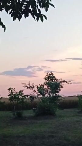 A serene outdoor scene unfolds at dusk in Gorkaya-Balka, Russia. The sky displays a gentle gradient of pale blue at the top, transitioning to soft pinks and purples as it nears the horizon. Scattered across this pastel canvas are wispy clouds, tinged with the fading light of the day.

In the foreground, a patch of dark, mowed grass suggests a lawn or garden area. Several small trees and bushes are scattered across this area, their dark green foliage silhouetted against the colorful sky. The largest tree, positioned slightly right of center, has a somewhat sparse canopy, allowing glimpses of the sky through its branches. To the left and right, the edges of larger trees frame the scene, with dark leaves dominating the top portion of the frame.

Beyond the immediate foreground, a field of golden-brown crops, likely wheat or barley, stretches across the middle ground. This field adds a rustic texture to the landscape. The overall atmosphere is peaceful and tranquil, evoking a sense of calm associated with the end of a day. The time of day is clearly sunset or twilight, given the soft, diffused light and the colors in the sky. There are no people or discernible objects other than the natural elements of trees, grass, and crops. No text is visible in the media file.
