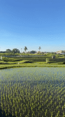 Flooded rice paddies documented in rural Indonesia