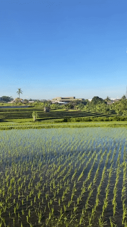 Flooded rice paddies documented in rural Indonesia