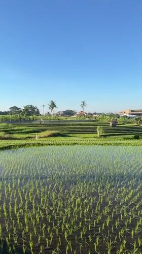 Flooded rice paddies documented in rural Indonesia
