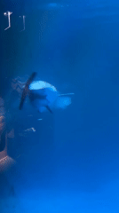 Late night aquarium visit captures diverse marine animals in Chicago
