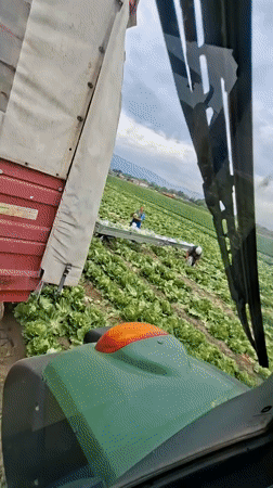 Farmer drives tractor through lettuce field in Bulgaria