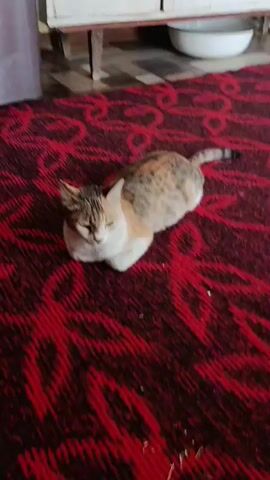 A calico cat is lying on a red patterned carpet. The cat is facing the camera with its eyes closed. It then turns away from the camera, revealing its tail. The camera then pans to the right, showing a long-haired gray and brown rabbit lying on the same carpet. The rabbit is facing away from the camera, with its ears perked up. The camera then pans to the left, showing the cat again, this time lying on its side with its belly exposed. The video ends with a shot of the cat's underside.