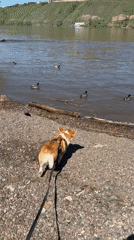 Early morning dog walk captured along Krasnoyarsk riverfront
