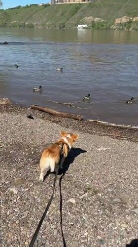 Early morning dog walk captured along Krasnoyarsk riverfront