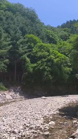 The video shows a slow pan to the right of a shallow, rocky riverbed with a narrow stream flowing through it. On the left bank, a wooden walkway or deck is visible among dense green trees that cover a steep hillside. The trees are a mix of pine and deciduous varieties. The sky is clear and blue. There are no people or animals visible in the video.