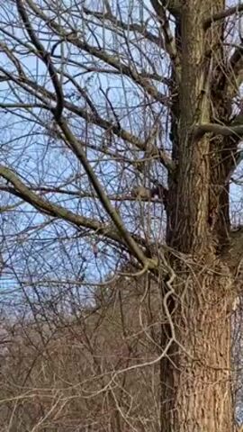 The video shows a bare tree with many branches against a light blue sky. There is a squirrel sitting on a branch. The trunk of the tree is thick and textured. The video appears to be taken from a ground level.