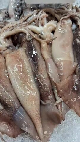 Here is a description of the video:

The video shows a close-up of seafood at a market or grocery store. The seafood is arranged on a bed of ice, and includes squid, small cuttlefish, and octopus tentacles. There are price tags displayed above each type of seafood. The price for the squid is 5.75 euros per kilo, the cuttlefish is 8.45 euros per kilo, and the octopus tentacles are 7.95 euros per kilo. The video appears to be taken from a slightly elevated angle.