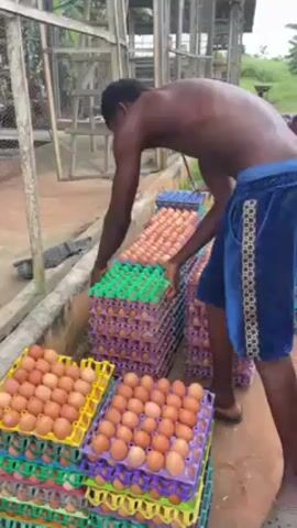 A shirtless man wearing blue shorts is reaching to pick up a tray of eggs from a stack of trays of eggs. The trays are various colors and are stacked on a red dirt ground. The man is standing next to a concrete barrier. There is a cage in the background and some green foliage beyond that. Another person can be seen in the background, but they are partially obstructed from view.