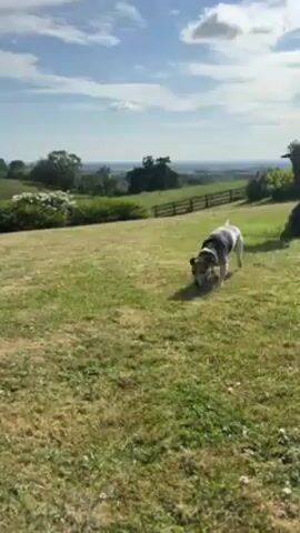 Here is a description of the video. 

The video depicts a medium-sized dog with short fur that is white, black, and brown running on a well-manicured grassy lawn. The dog is running from the right side of the frame to the left. The background includes a rolling landscape with trees, shrubs, and what appears to be a fence in the distance. In the foreground, there's a golf club lying on the grass. The camera follows the dog as it moves, showing it change direction and run past a small structure surrounded by flowers. The sky is partly cloudy.