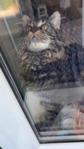 A tabby cat with distinct markings and curly fur is looking upwards. The cat is seen through a glass pane, possibly a window or a door. Reflections on the glass show parts of an indoor environment, including what appears to be furniture or fabric with a checkered pattern and a hint of a person in the background. A blurry foreground on the glass shows objects like a small container and possibly a brush or pen.