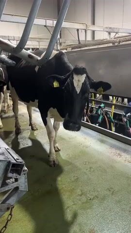A black and white cow stands in a milking parlor. The cow is facing the camera and appears to be moving forward. The cow has yellow tags in its ears and a white marking on its face. The floor of the parlor is green and appears to be wet. There are metal structures and equipment visible in the background, including what looks like a milking machine. Another cow is partially visible to the left of the frame. The environment is industrial and appears to be well-lit.