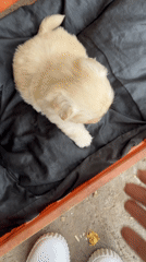 Puppy photographed in multiple locations around Bulgarian village