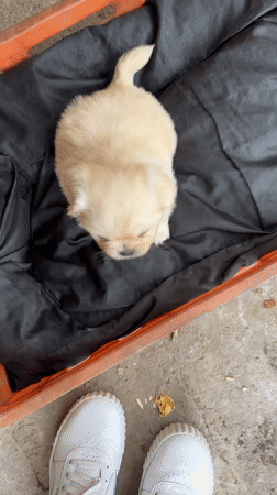 Puppy photographed in multiple locations around Bulgarian village
