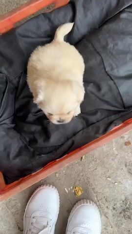 A top-down shot shows a small, light-beige puppy sitting on a black cloth inside an orange plastic crate. The puppy is facing to the right, slightly downwards. A person wearing white shoes stands next to the crate. The person's hand briefly enters the frame, waving in front of the puppy. The environment appears to be an outdoor, possibly concrete, surface.