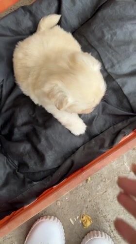 Puppy photographed in multiple locations around Bulgarian village