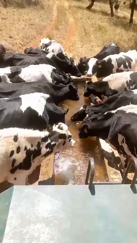 The video shows a group of black and white cows crowded around a trough of water, all drinking at the same time. There are approximately 15 cows visible, with some facing the camera and others with their backs turned. The trough appears to be made of concrete and is filled with slightly murky water. Bubbles are visible in the water, perhaps from the cows drinking.

The ground around the trough is dry and dusty, and there are some trees and other vegetation in the background. A dirt path can be seen leading away from the trough. The camera is positioned above the trough, providing a clear view of the cows and the water. There is a metal ladder-like structure near the camera.