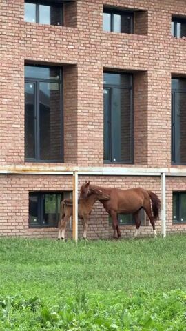 A chestnut horse and a foal stand next to each other under the overhang of a red brick building. The horse has its head lowered, nuzzling the foal. The foal is facing the horse, with its head also lowered. The building has multiple windows and a white railing. Green grass is in the foreground.