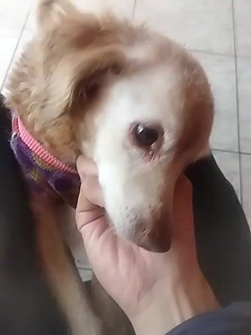 A close-up shot shows a dog being petted by a person's hand. The dog has light brown and white fur and is wearing a colorful collar. The person's hand is gently stroking the dog's head and face. The dog appears relaxed and content. The background is blurred but suggests an indoor setting with tiled flooring.