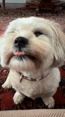 Shih Tzu dog and resting woman observed in Mexico City home