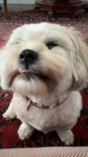 Shih Tzu dog and resting woman observed in Mexico City home