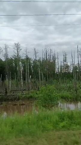 The media file is a video recording of a landscape in Gribchikha, Russia, captured from a moving vehicle, likely a car. The scene depicts a natural environment characterized by a swampy area with shallow, reddish-brown water. Dead trees, some with sparse leaves, stand in and around the water, suggesting a wetland ecosystem. The area is surrounded by dense green foliage and trees, indicating a forest or woodland. The sky is overcast with grey clouds, suggesting it is likely daytime but with gloomy weather. Power lines are visible strung across the upper part of the frame, indicating the presence of human infrastructure near the natural landscape. The overall impression is one of a somewhat desolate yet lush natural environment. No people or specific objects, aside from the power lines and trees, are clearly discernible. The video appears to be a casual recording of a journey through this natural setting. There is no visible text in the media file.