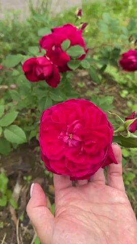 A close-up video showcases a deep red rose in full bloom, held gently in a person's hand. The rose is the focal point, with its intricate layers of petals clearly visible. Behind it, more roses and rosebuds on the plant are partially obscured by lush green leaves. The background is a garden setting, with a blur of greenery and soil indicating a natural outdoor environment. The video transitions between different angles, offering a detailed view of the rose and its surroundings.