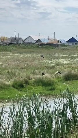 A natural landscape with a body of water in the foreground, featuring reeds and tall grasses. Beyond this is a field of dry grass and wildflowers, leading to a cluster of small rural houses. The sky is partly cloudy and blue. Several birds are visible in flight, some appearing to be larger waterfowl or birds of prey. The scene is shot from a low angle, looking across the water and fields towards the houses and sky.