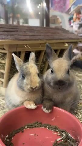 Two adorable brown rabbits are sitting in front of a red bowl filled with brown pellets and white pieces. They are surrounded by hay.  Behind them is a wooden structure filled with more hay. The background is a blurred view of what appears to be a store, possibly a pet store.  One of the rabbits dips its head towards the bowl.