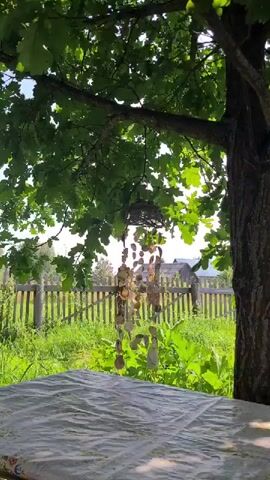 A wind chime made of shells and wood hangs from a tree branch. The chime sways gently in the breeze. In the background, a wooden fence surrounds a grassy yard with a few houses visible. The sun shines brightly, casting shadows on the ground.