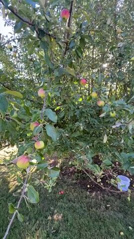 The video shows an apple tree laden with ripe apples, some of which are red and yellow. Sunlight filters through the leaves, creating a dappled effect. Several apples have fallen on the ground beneath the tree, and a white bucket is visible in the lower right corner, possibly for collecting the fruit. The tree is in an outdoor setting, with green grass and other foliage visible. The camera pans slightly, offering a view of the bounty of the harvest.