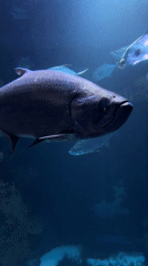 Vienna visitor captures aquarium exhibits, street scenes during afternoon tour
