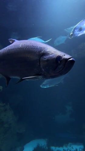 Vienna visitor captures aquarium exhibits, street scenes during afternoon tour