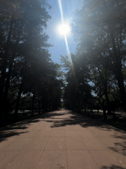 Evening stroll documented along tree-lined Mexico City park walkway