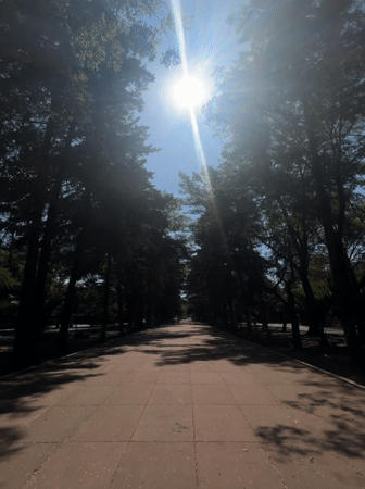 Evening stroll documented along tree-lined Mexico City park walkway