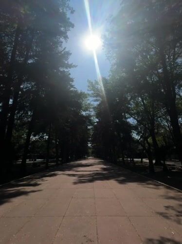 Evening stroll documented along tree-lined Mexico City park walkway